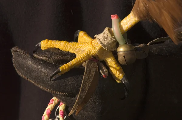 Falcon's klauwkikker voet op de handschoen van het handler — Stockfoto