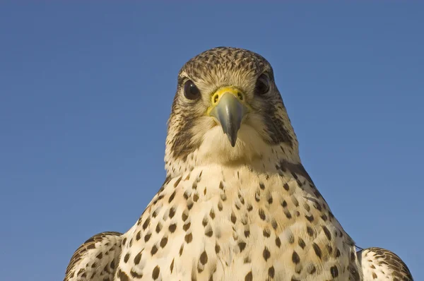 Närbild av falcon — Stockfoto