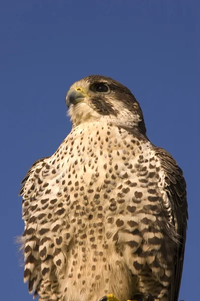 Closeup of Peregrine falcon crossbred Merlin against a blue sky — Stock Photo, Image