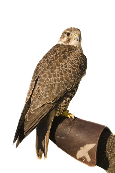 Falco pellegrino incrociato Merlino su bianco — Foto Stock
