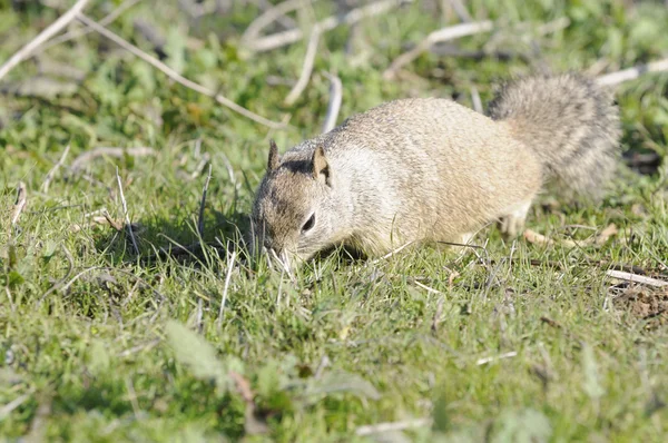 Californian Ground Squirrel closeup — Stock Photo, Image