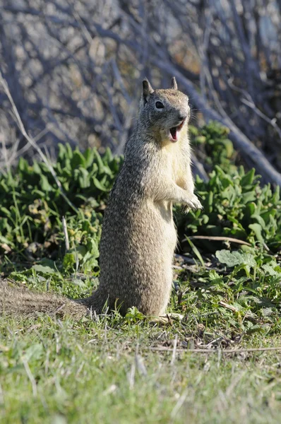 Primo piano dello scoiattolo californiano — Foto Stock
