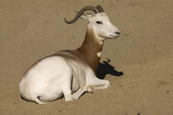 Gazelle DAMA — Photo