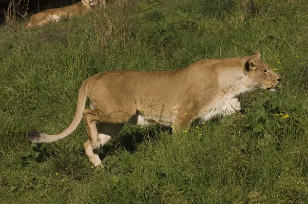 Lioness stalking prey — Stock Photo, Image