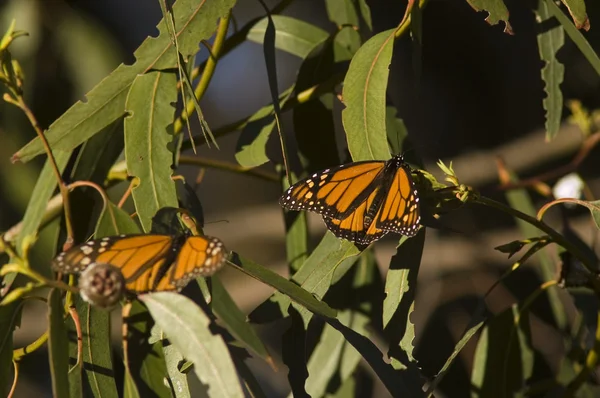 Бабочки-монархи — стоковое фото