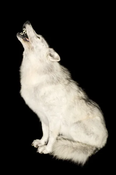 Lobo uivando isolado sobre preto — Fotografia de Stock