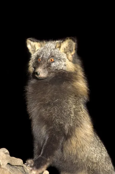 Arctic fox — Stock Photo, Image