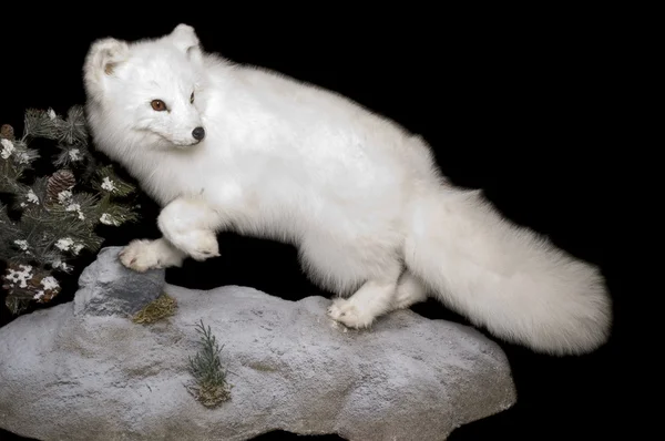 Raposa ártica em pelagem de inverno — Fotografia de Stock