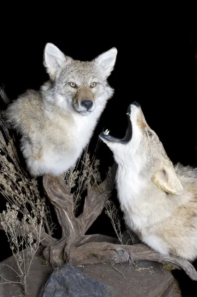 Coyotes howling — Stock Photo, Image