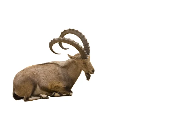 Scimitar chifre Ibex isolado no fundo branco — Fotografia de Stock