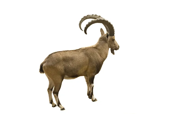 Ятаган рогатый Ibex изолирован на белом фоне — стоковое фото