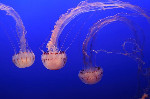Jellyfish floating — Stock Photo, Image