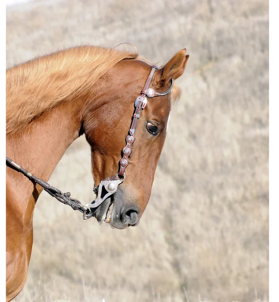 Testa di cavallo sellato — Foto Stock