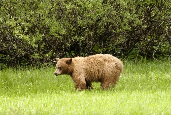 Urso negro americano no Parque Nacional de Yosemite — Fotografia de Stock