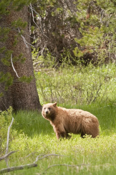 Amerikaanse zwarte beer in yosemite national park — Stockfoto
