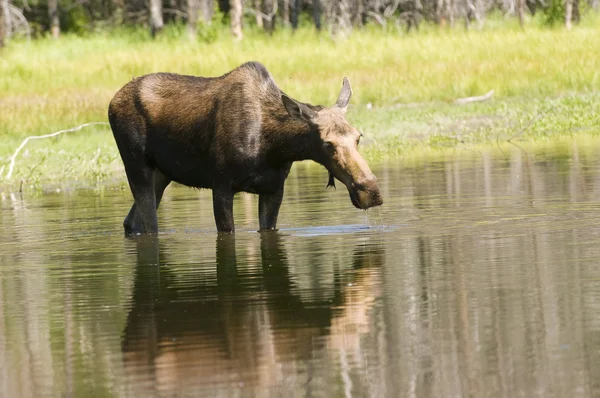 Female moose — Stock Photo, Image