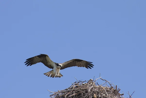 Osprey entrando em terra — Fotografia de Stock