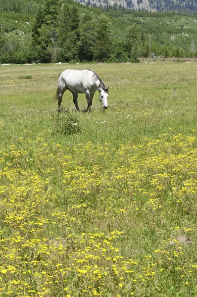 漂亮的马在一片美丽的草地 — 图库照片