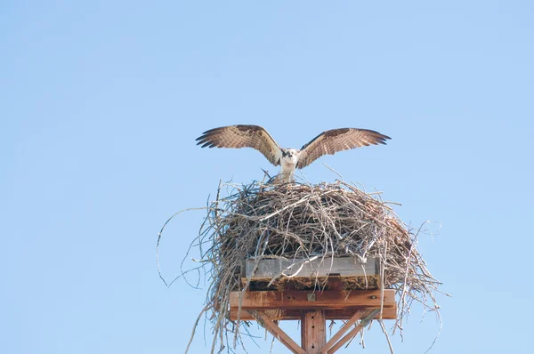 Fischadler auf Nest — Stockfoto