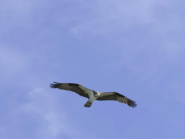 Osprey che gira sopra la testa — Foto Stock