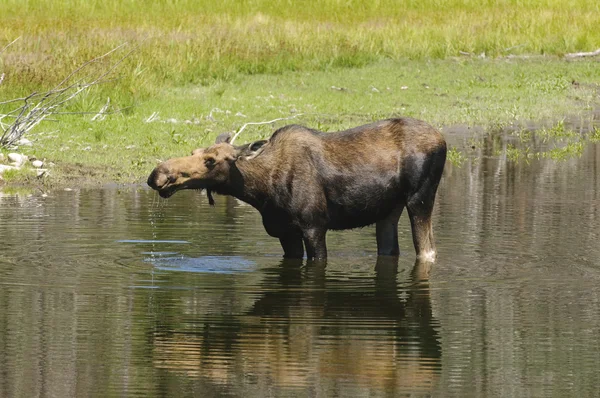 Cow Moose feeding — Stock Photo, Image