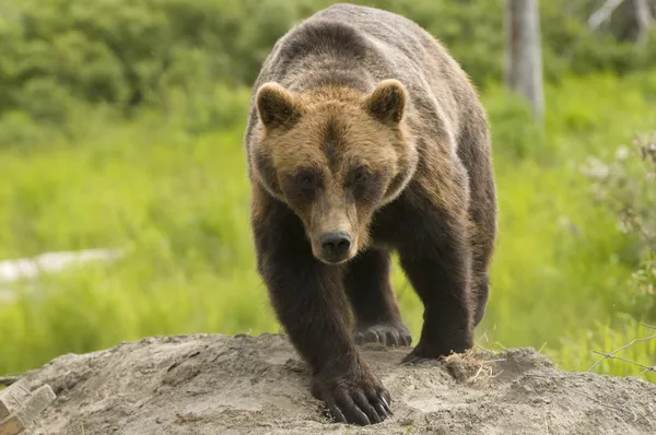 Grizzly Bear — Stock Photo, Image