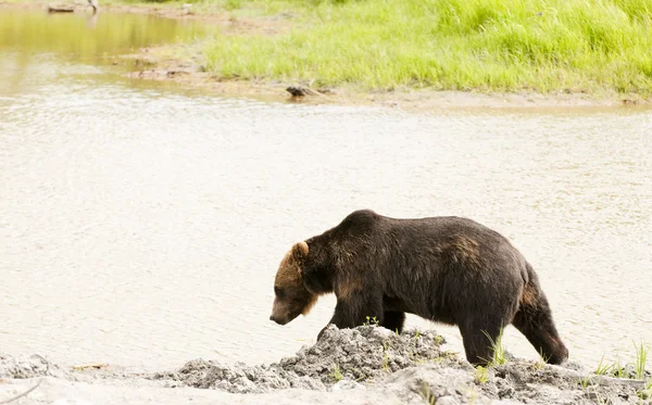 Urso pardo por riacho — Fotografia de Stock