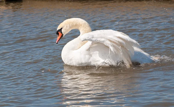 Male mute swan flapping wings — Stock Photo, Image