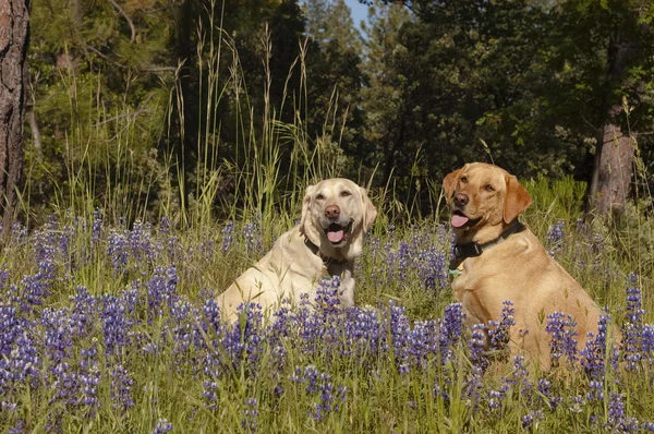 Two Labs in the flowers — Stock Photo, Image