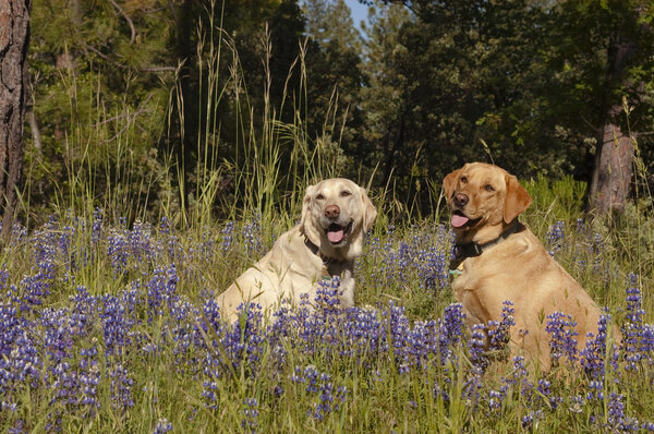 Two Labs in the flowers