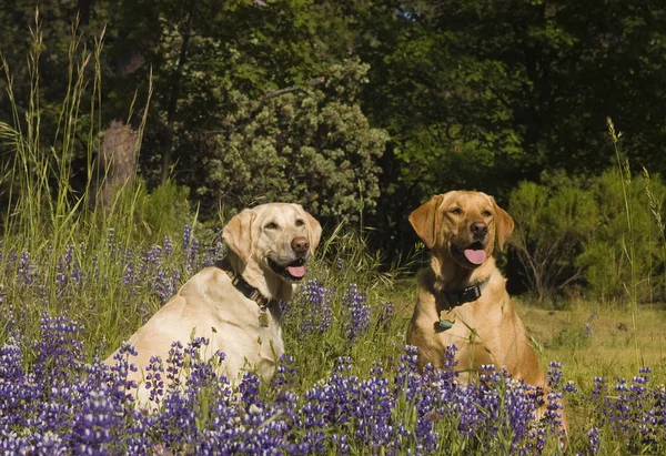 Two labradors in the flowers — Stock Photo, Image