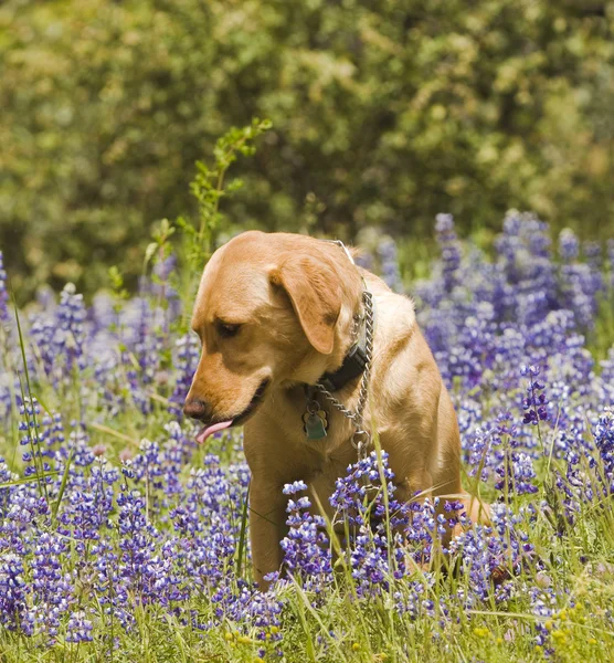 Labrador sentado en las flores silvestres — Foto de Stock
