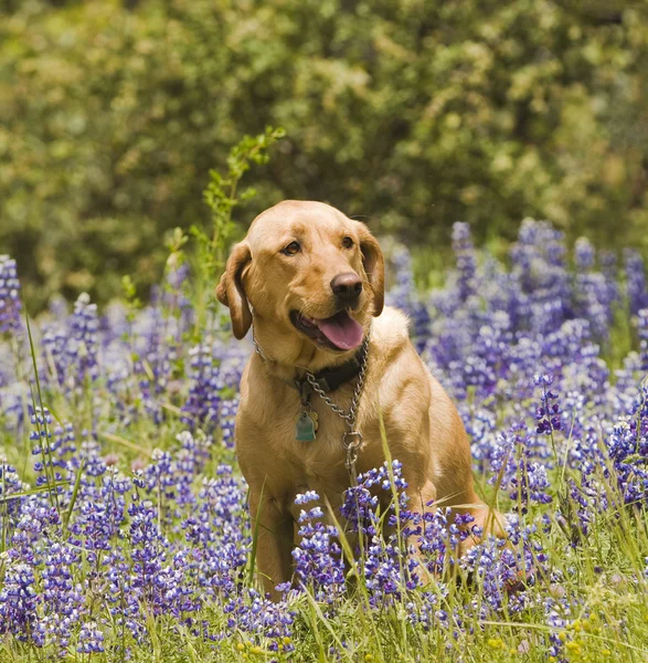 Labrador sentado nas flores silvestres — Fotografia de Stock