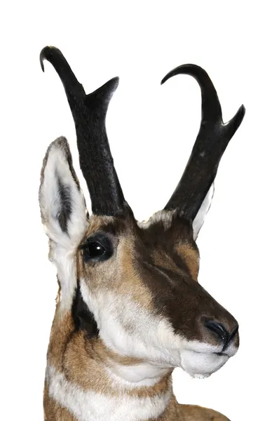 Deer head — Stock Photo, Image