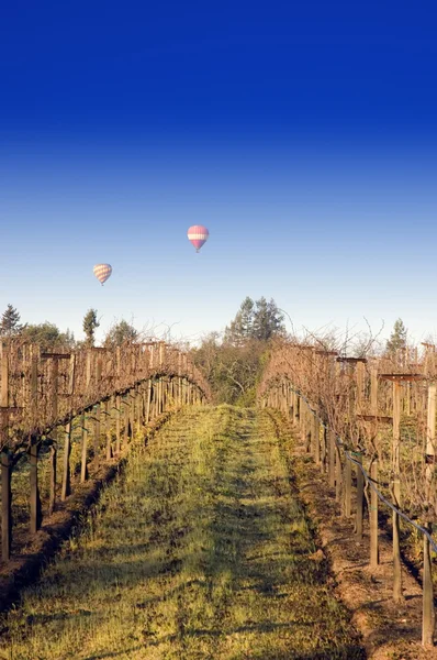 Balloons over Napa vineyard — Stock Photo, Image