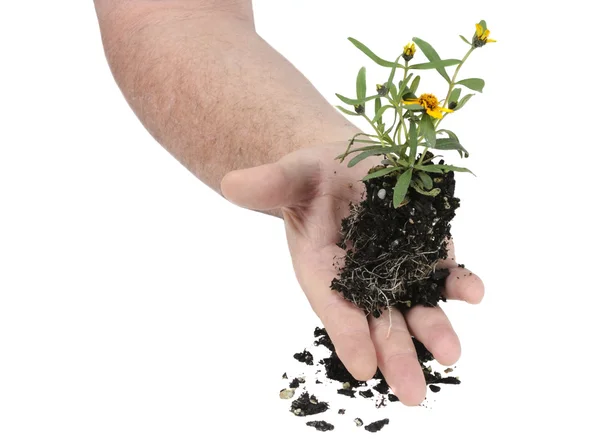 stock image Small seedling flower ready for planting