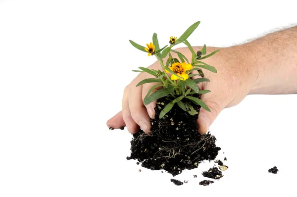 stock image Small seedling flower