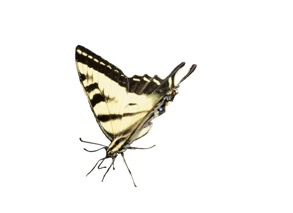 Zachodniej tiger swallowtail motyl na białym tle — Zdjęcie stockowe