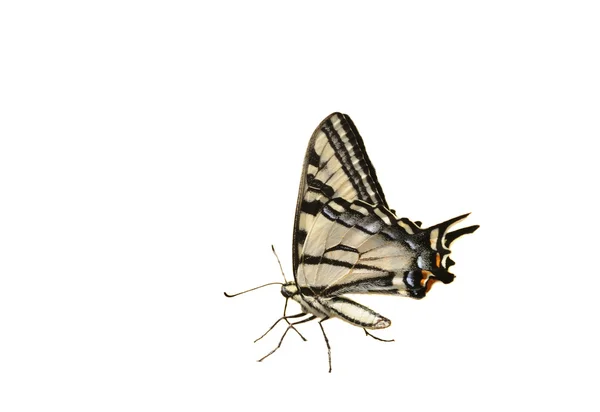 Zachodniej tiger swallowtail motyl — Zdjęcie stockowe