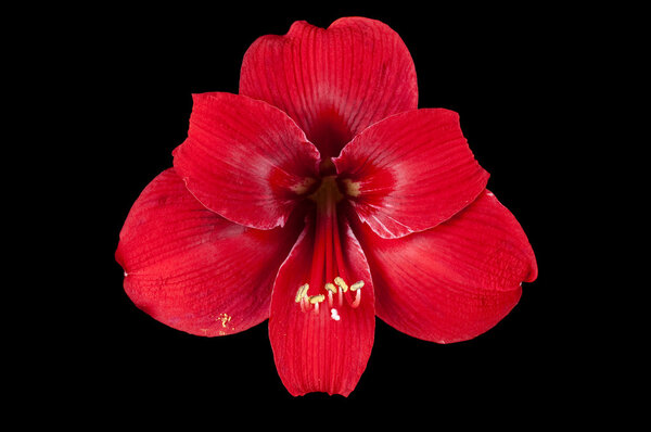 Amaryllis on black