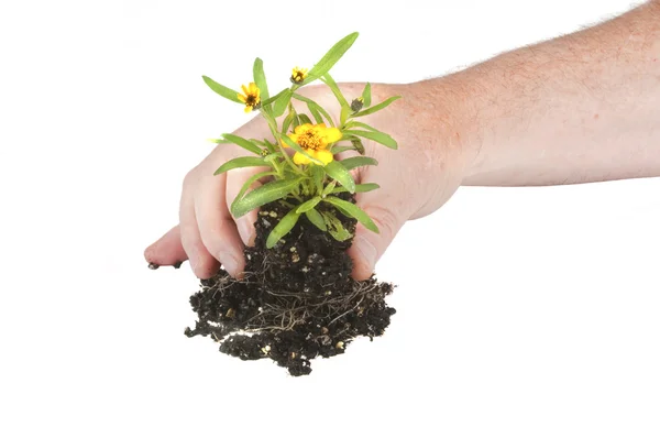 stock image Small seedling flower ready for planting