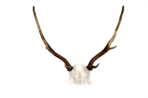 ダマジカの枝角と頭蓋骨のプレート — ストック写真