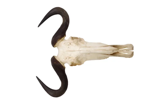 Wildebeest skalle och horn isolerade — Stockfoto