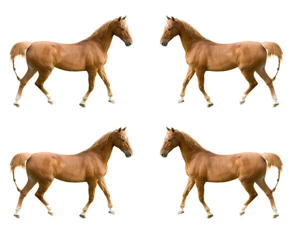Wiele obrazów saddlebred konia — Zdjęcie stockowe