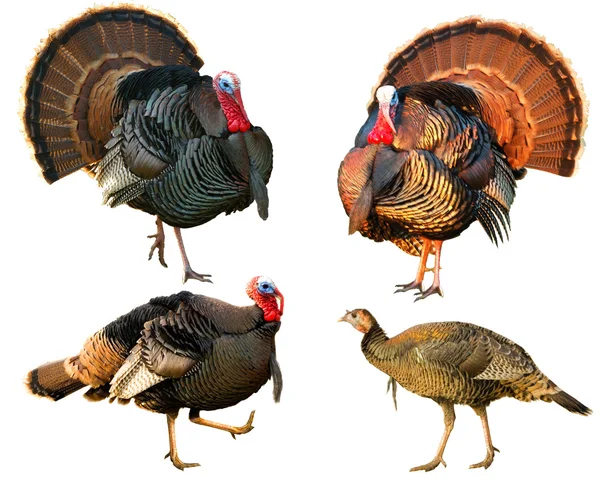 Several Turkey toms strutting — Stock Photo, Image