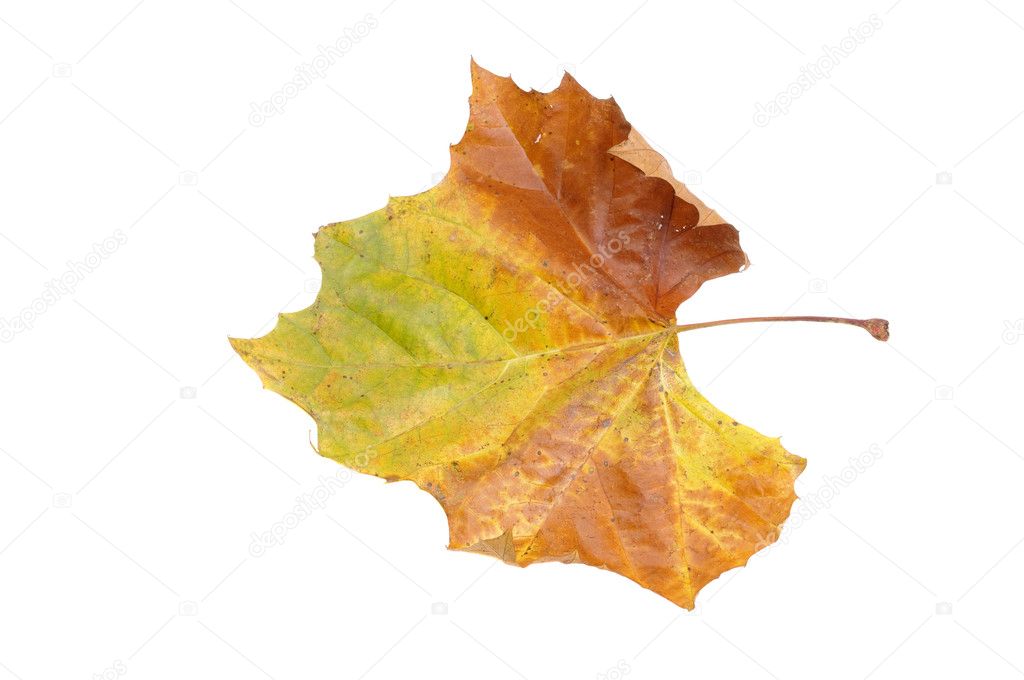 Autumn colors in a leaf