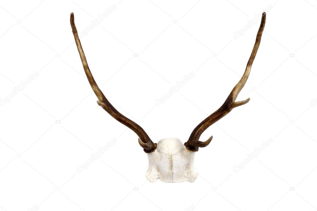 Fallow Deer antler and skull plate