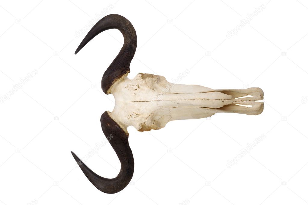 Wildebeest skull and horns isolated