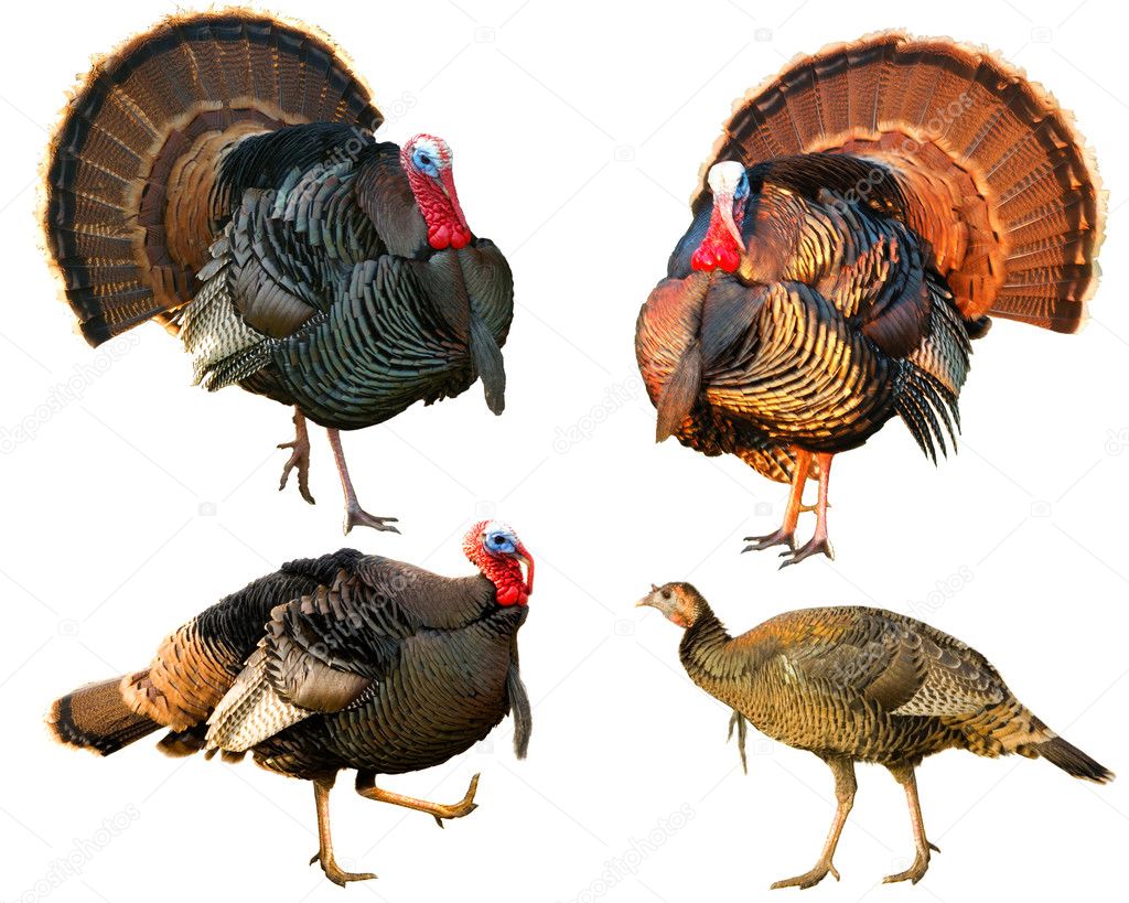 Several Turkey toms strutting