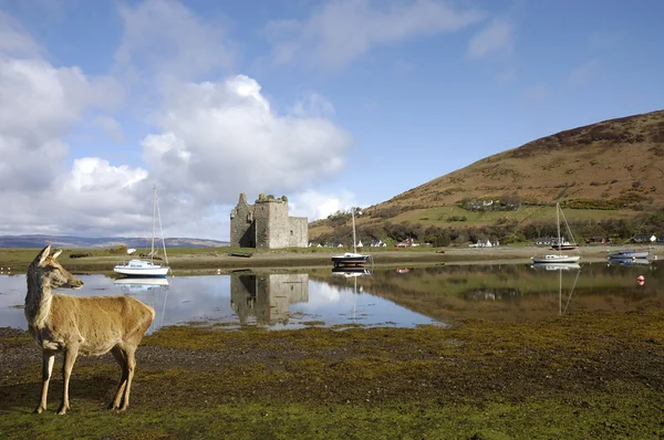 Schloss in lochranza in Schottland — Stockfoto